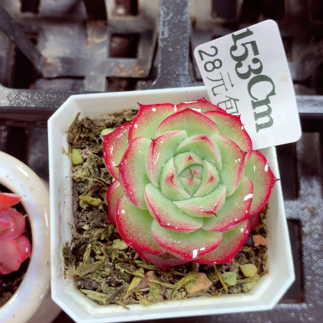 5厘米盆精控多肉153