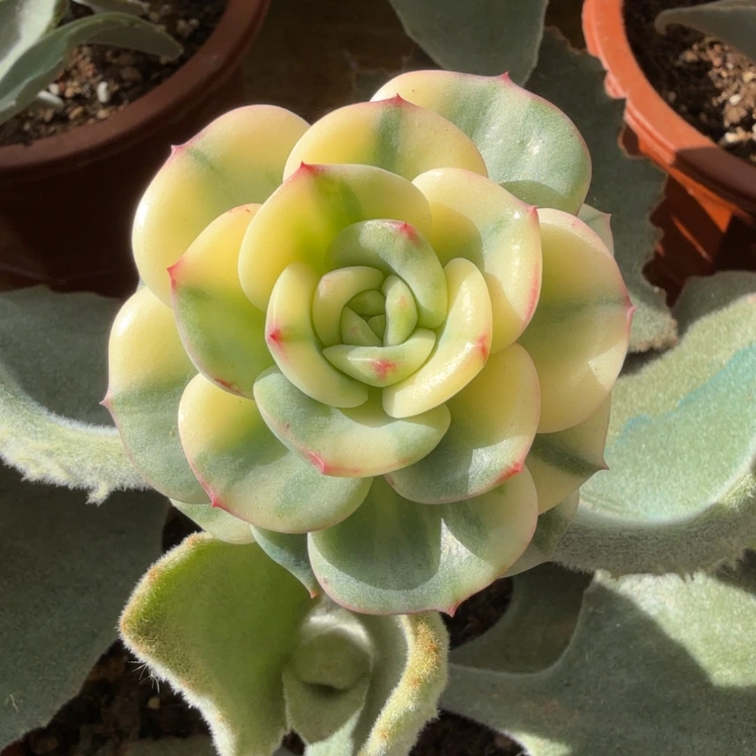 三文鱼花脸锦上园艺一物一拍