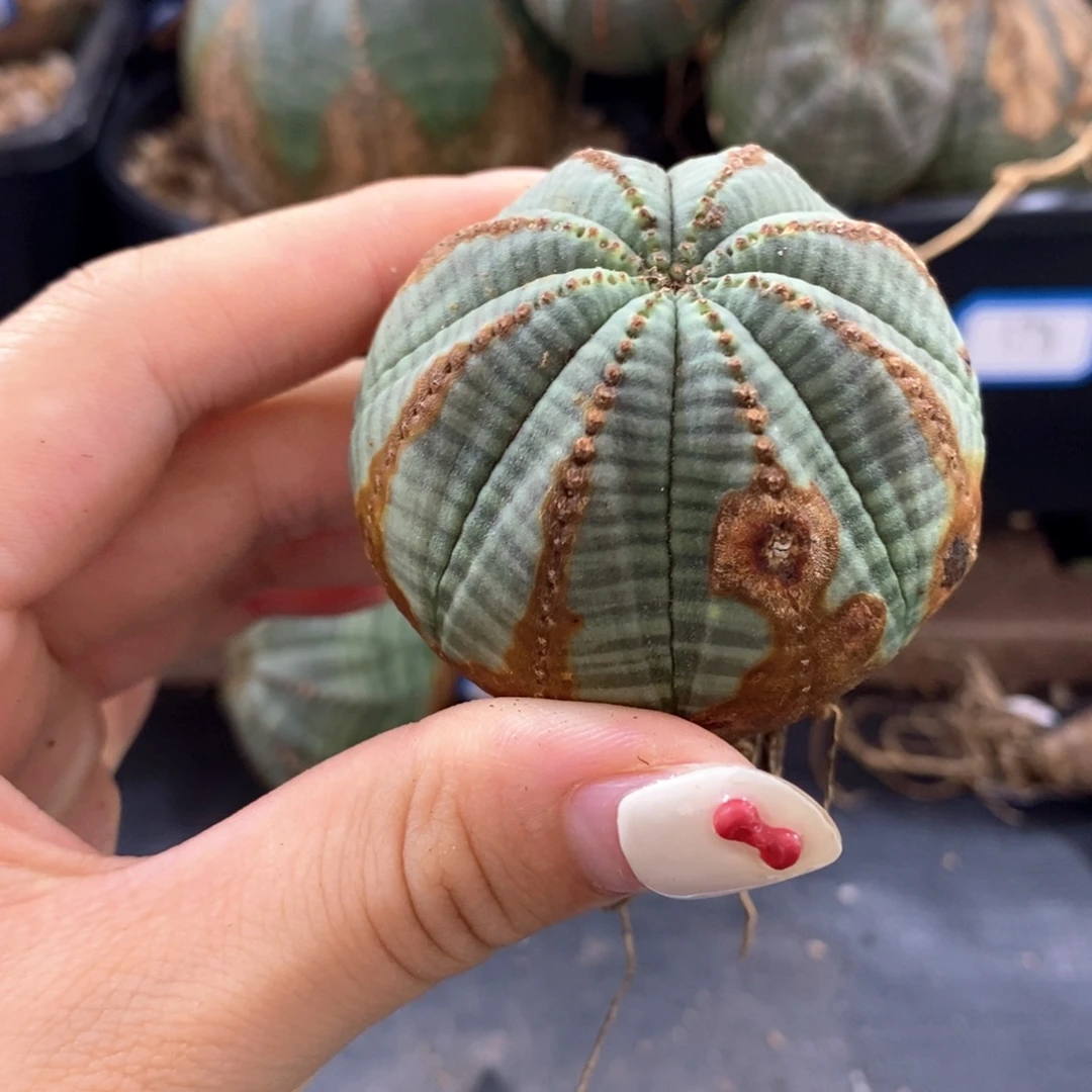 欧系实生布纹球一物一拍