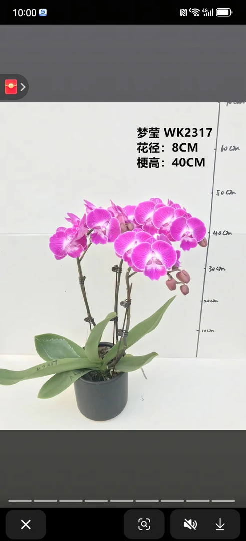 梦莹，3.5寸杯成熟新苗，无花，带花剑，蝴蝶兰盆栽大苗