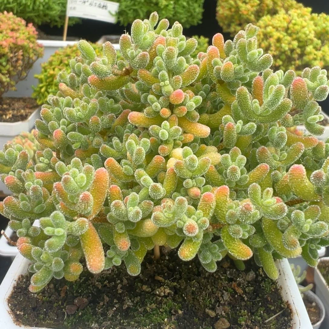 D8043冰晶一物一拍