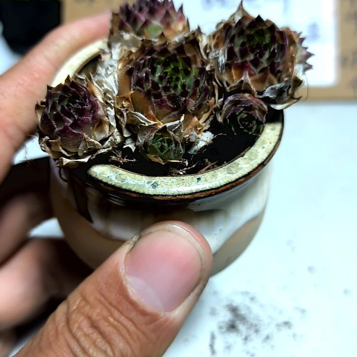 满6元包邮，优雅老苗多头