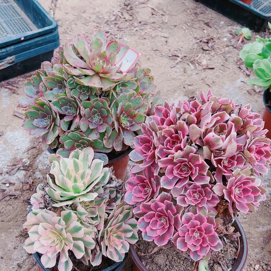 【闪购商品】无花朵田**蕊7号套餐3颗多肉植物无售后