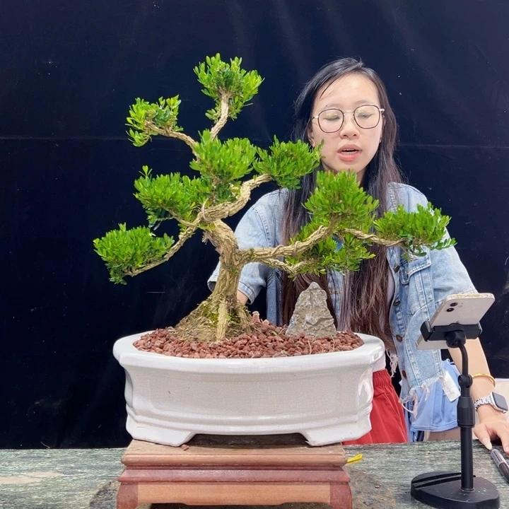 无花朵广东皱皮黄杨四季常绿