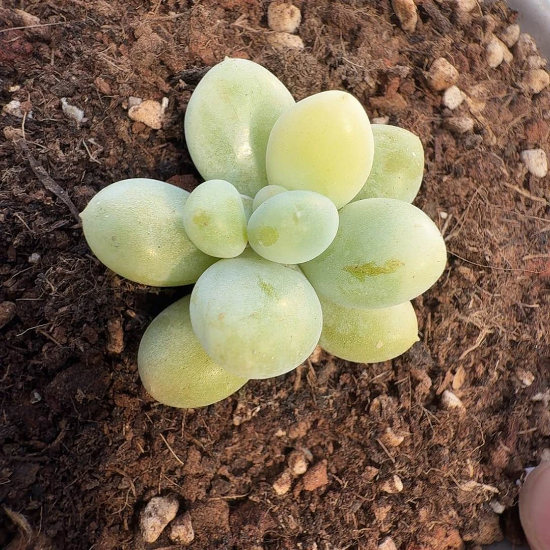 奶酪锦11111128-115