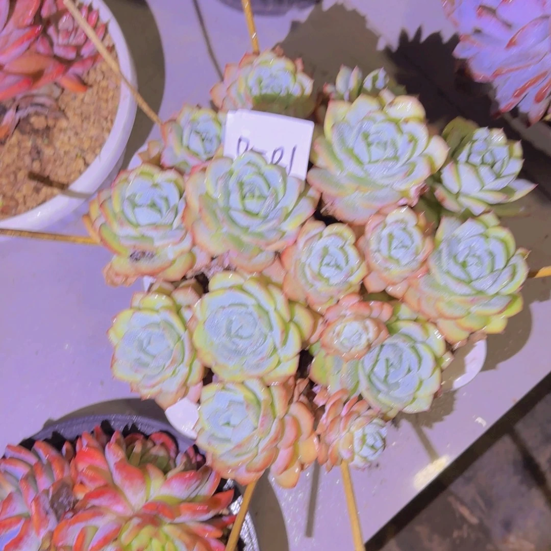 0-01领取多肉植物