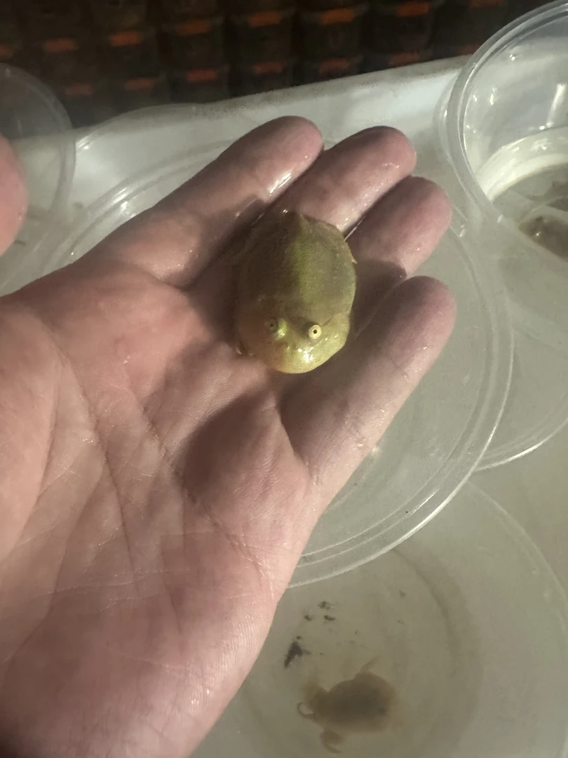 小丑蛙猫眼珍珠蛙30只