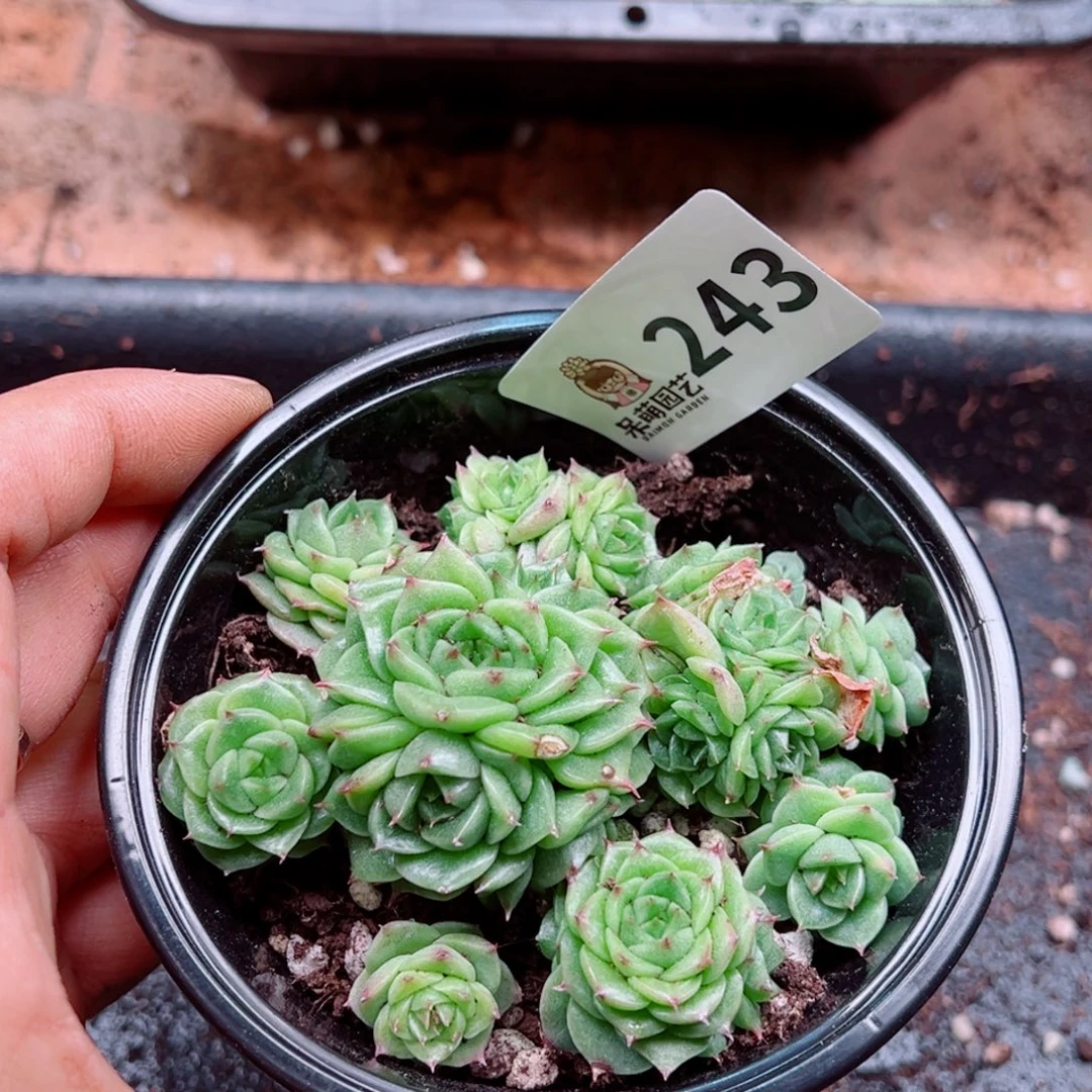 多肉植物多肉植物