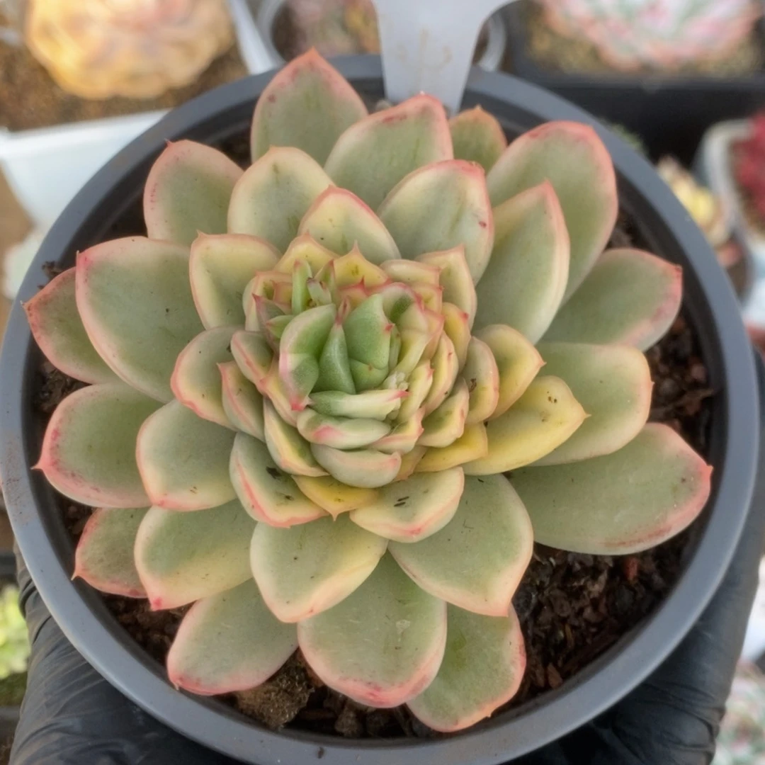 761黄玫瑰锦锦锦锦锦