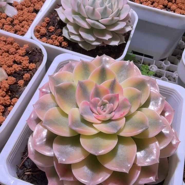 安娜锦多肉植物一物一拍