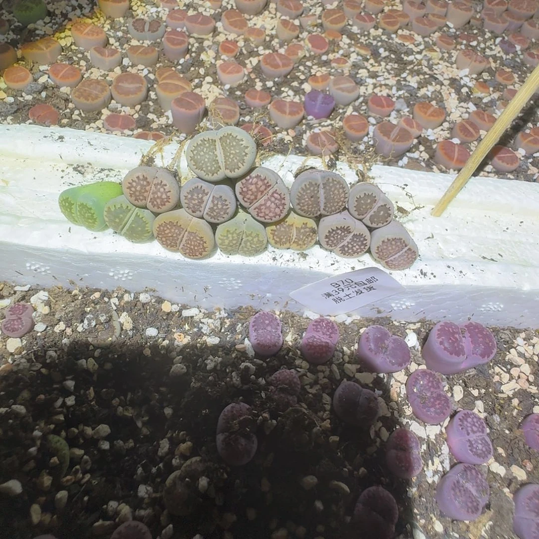 70号哈哈哈哈哈哈哈