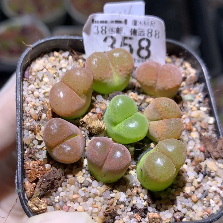 zzz精品人石花358