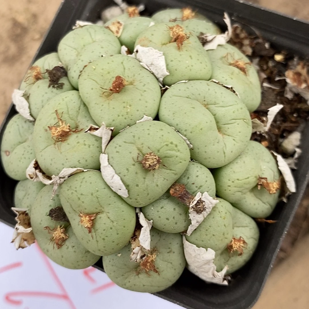 22121吕氏大饼一群。