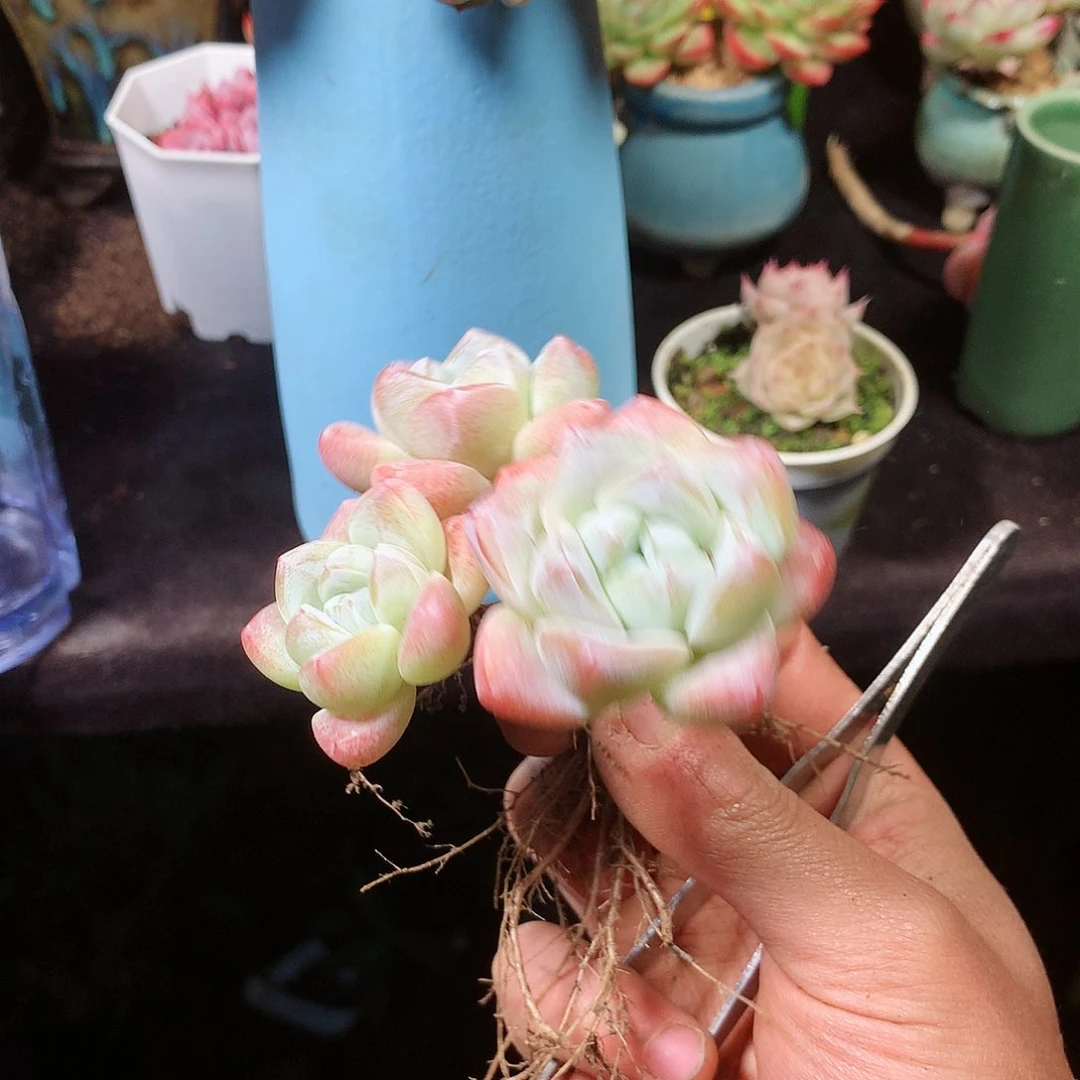 完全开放不想吃了我还没有长大