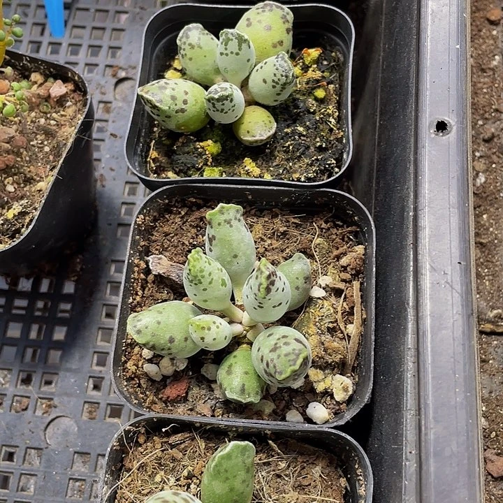 6.5方海豹带盆土发