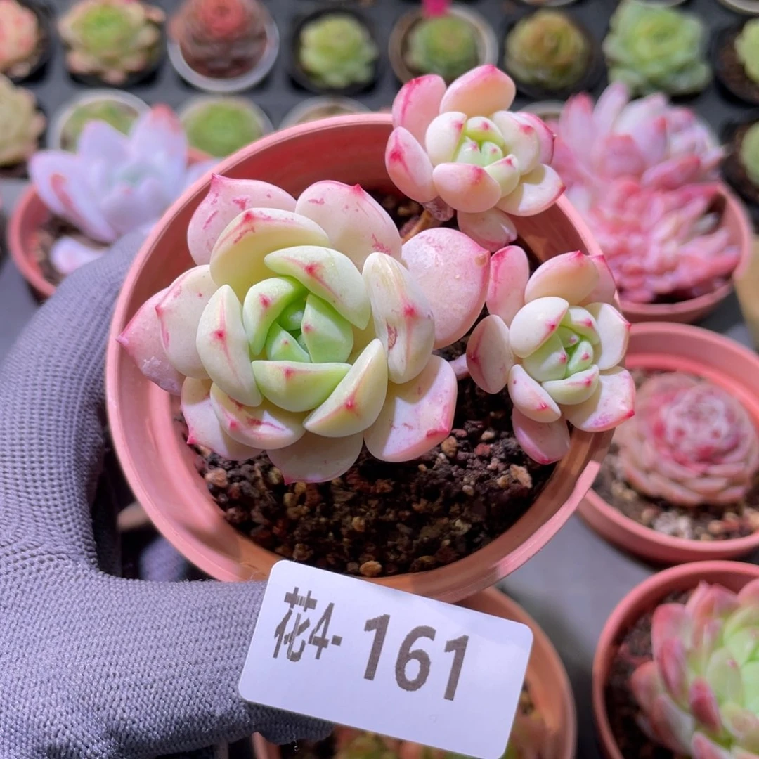 花利美 4-161香草