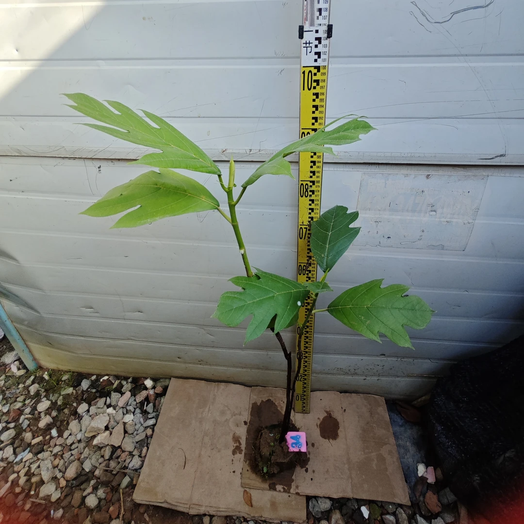 面包树面包果布袋苗34号罗蜜树马槟榔面磅树庭院大型绿植结果绿植