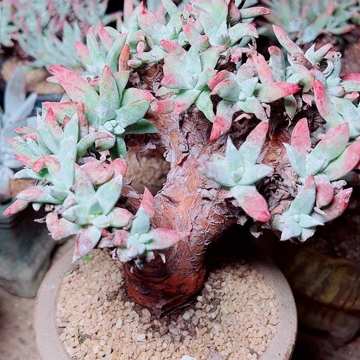 6306海瑟文森特仙女杯多肉