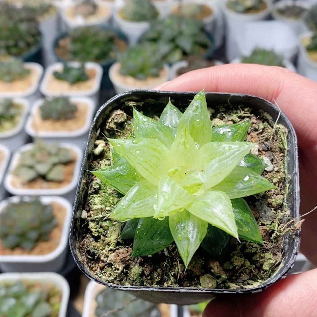 元祖冰沙糖锦多肉植物