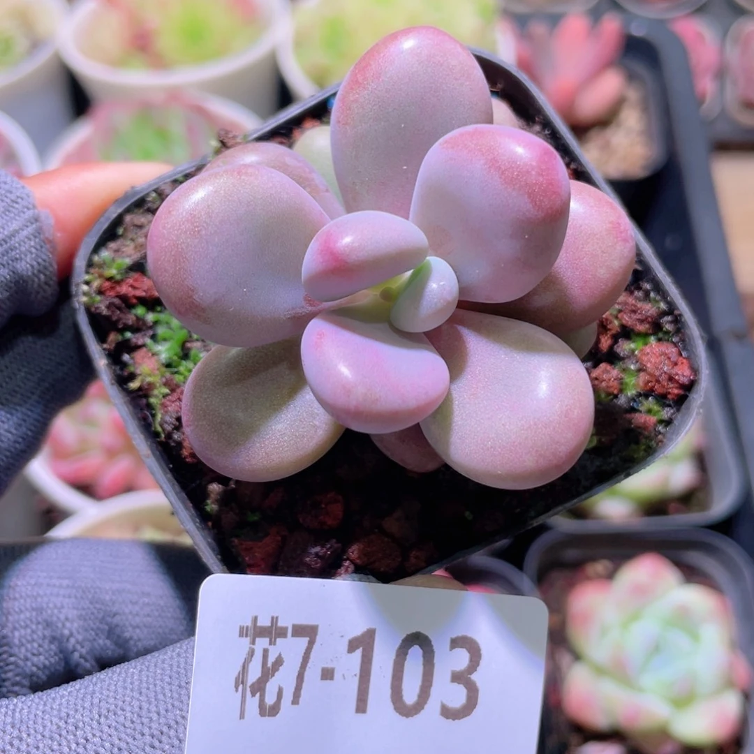 花利美 7-103桃蛋