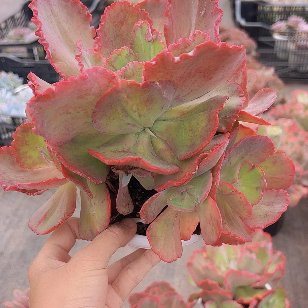 舞会红裙多头群生精品老桩特价