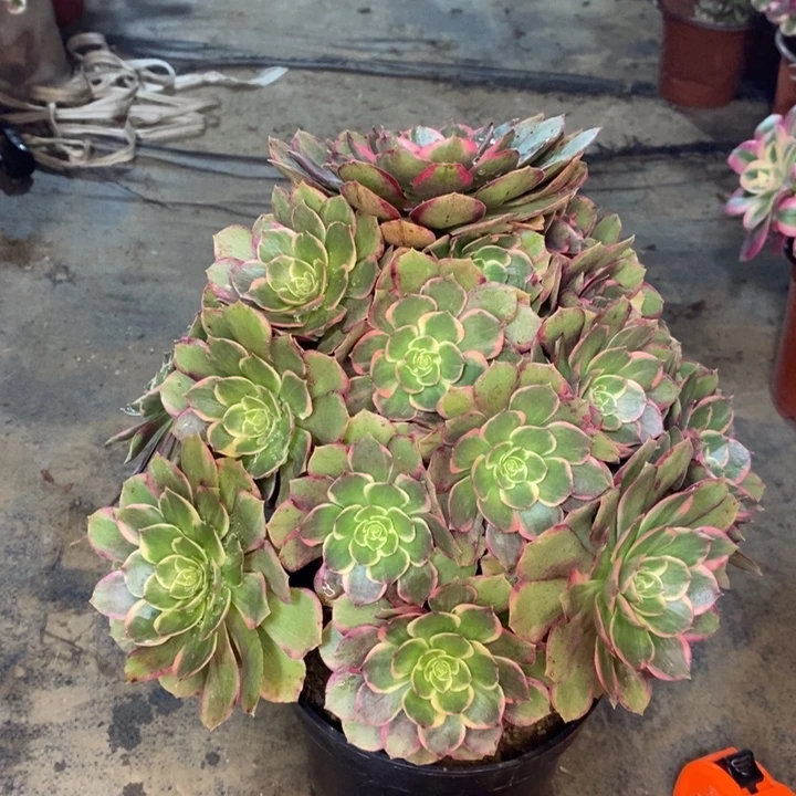 粉花妖多肉植物22