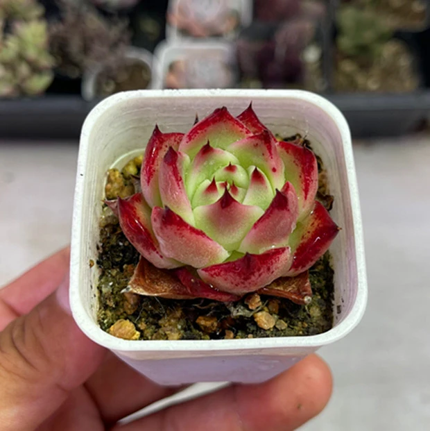 （满9.9元包邮）超级蓝龙多肉4厘米左右