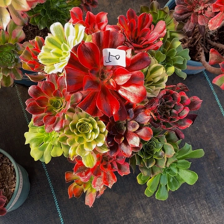 战***姐架接00000000050号