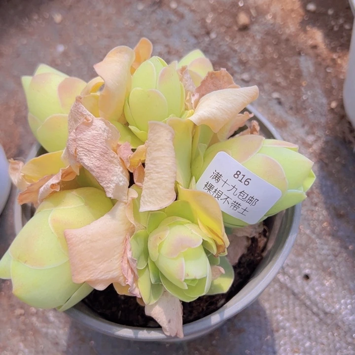 816 裸根不带土发货福利粉帕
