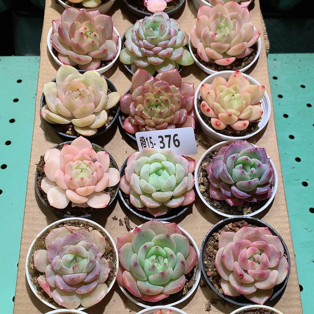 15-376一物一拍带盆18颗