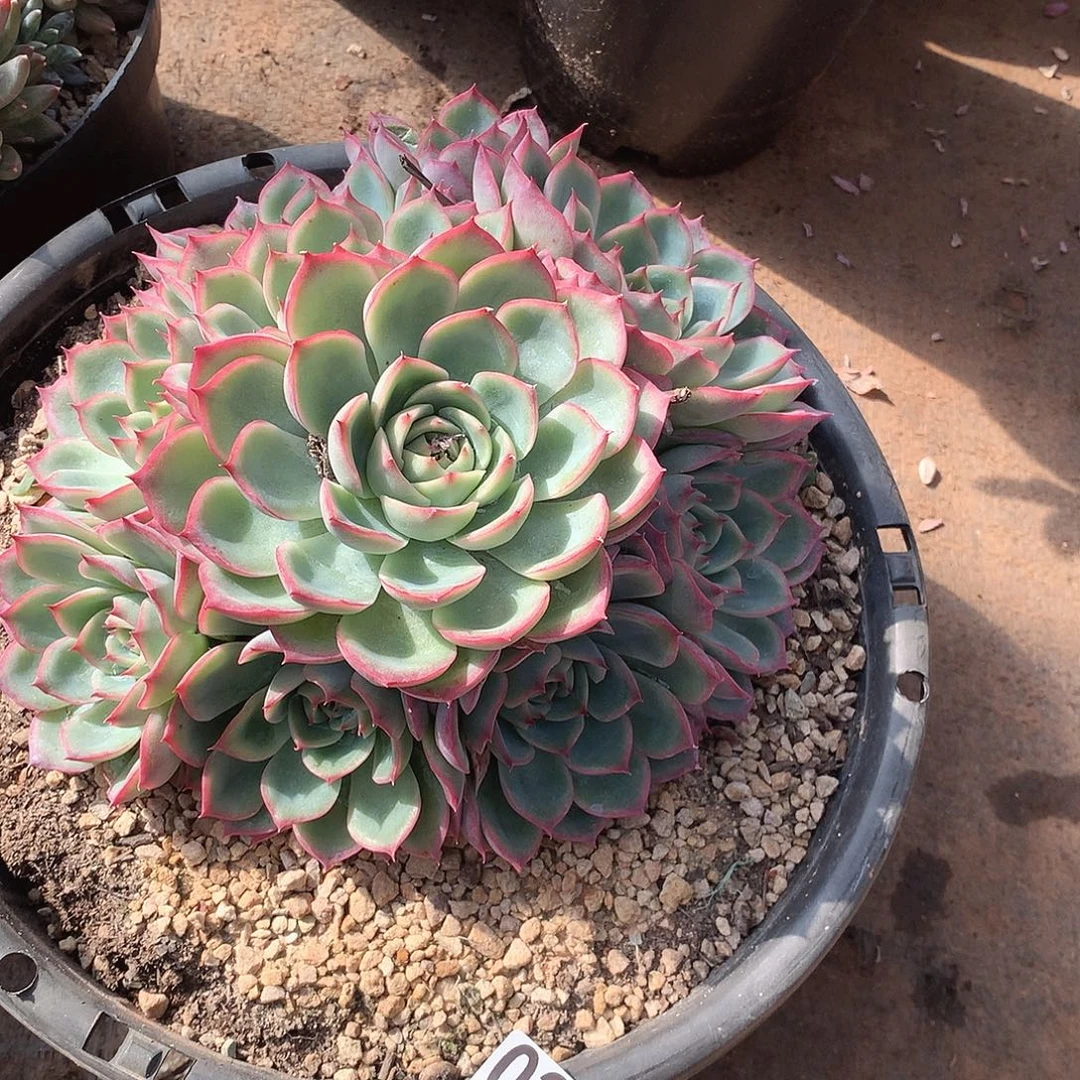 溫***陽25侧影一物一拍多肉