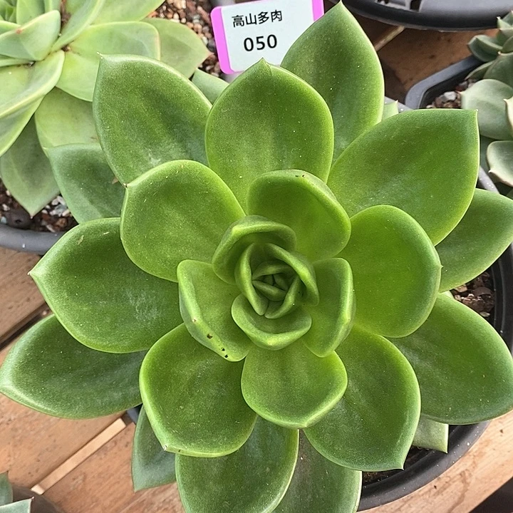 050-直播福利 翠花
