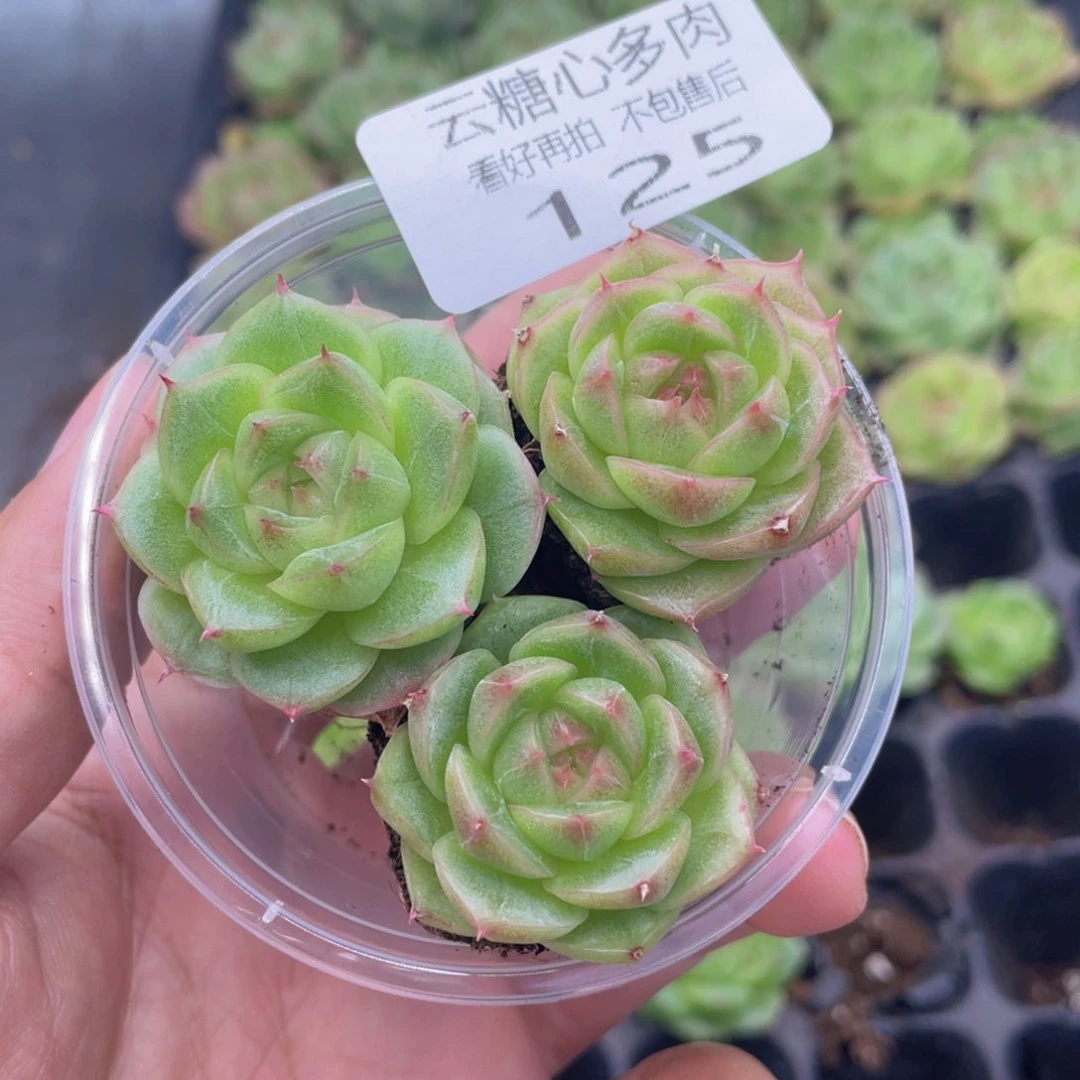 云糖心多肉植物125