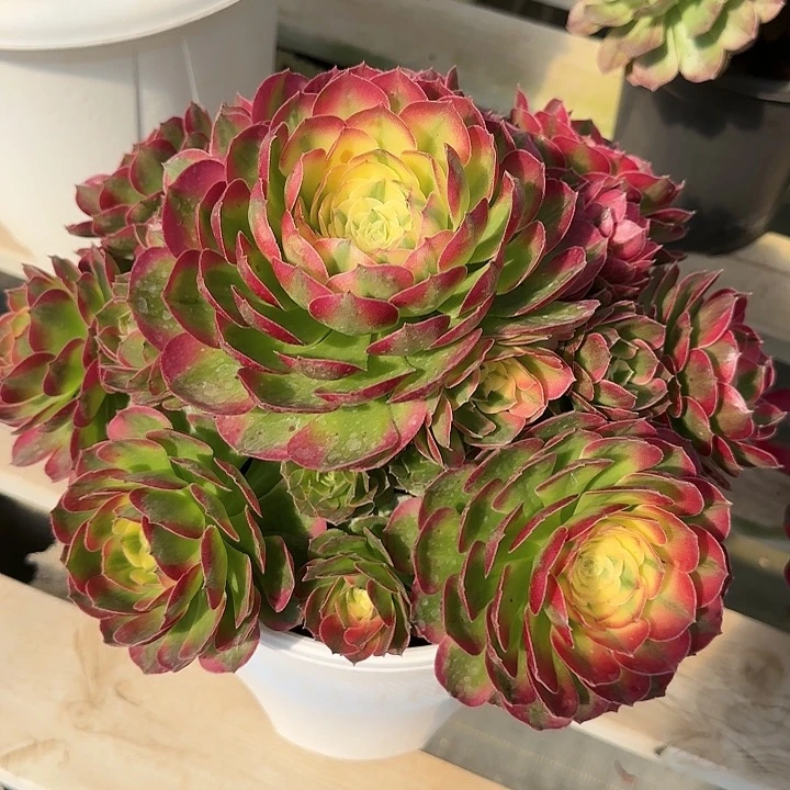 法师多肉植物海仙