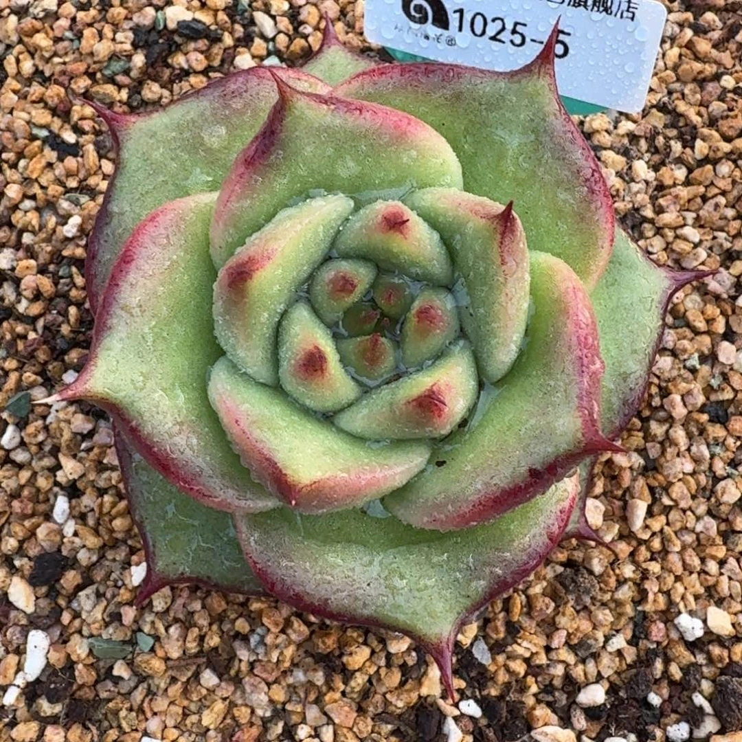 从前慢多肉精选编号1025.5