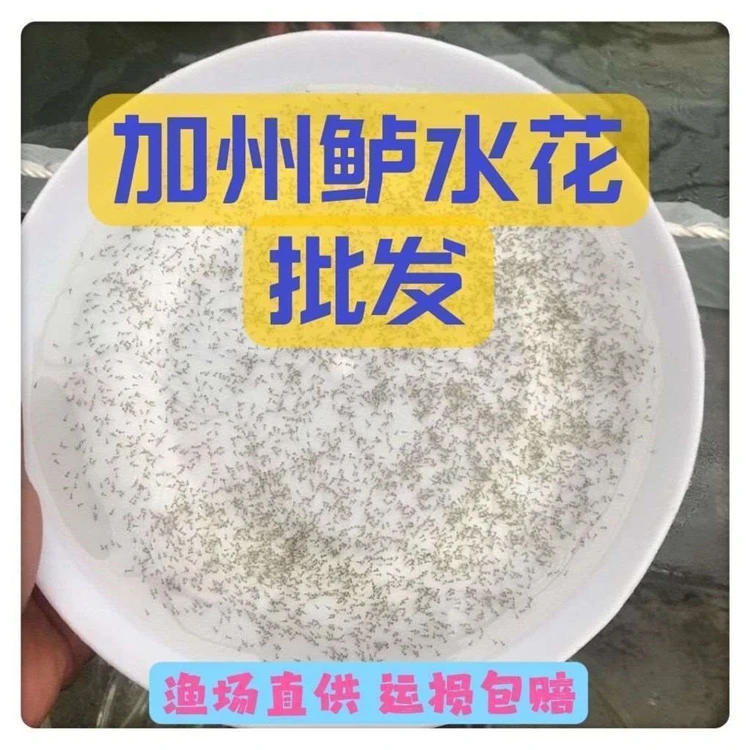 观赏鱼鲈鱼水花苗 鲈鱼水花 加州鲈鱼水花淡水鲈鱼苗水花鲈