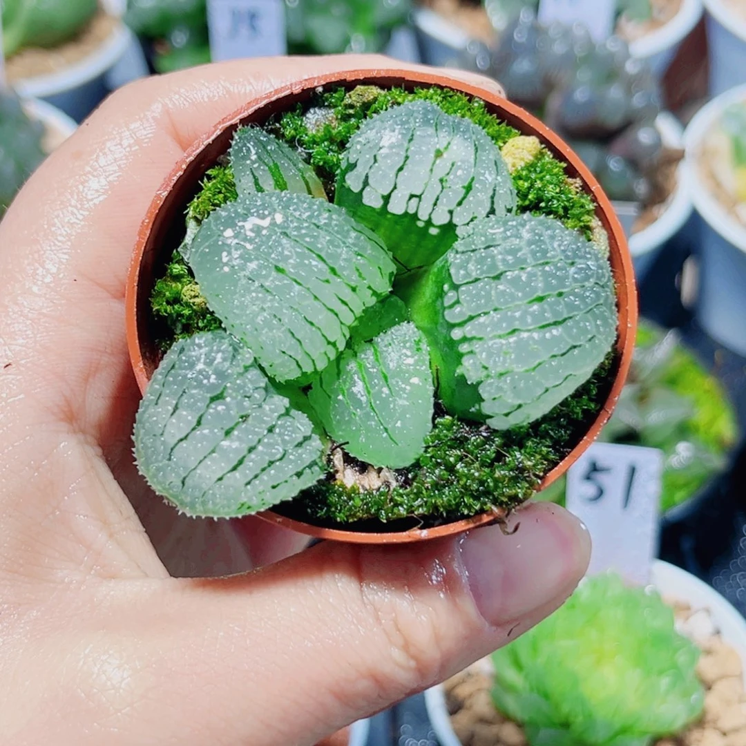 天空之镜多肉植物6666