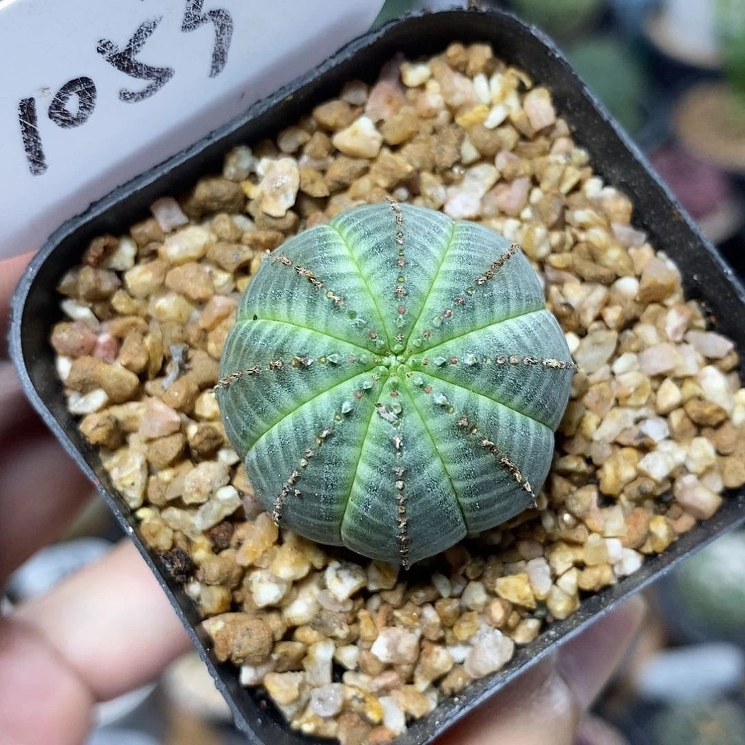 欧系布纹球1053号3cm