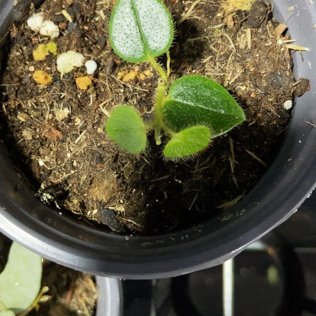 完全开放01球兰30