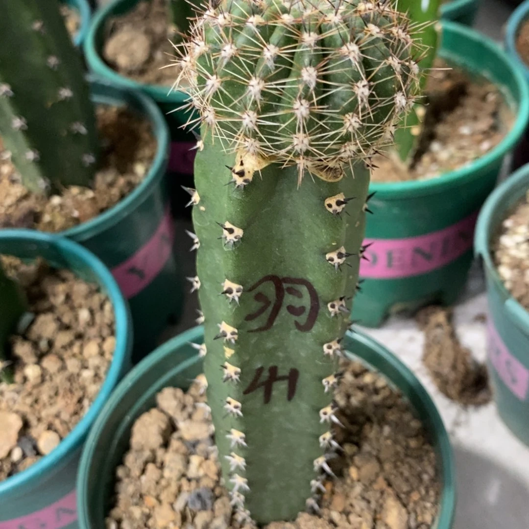 新品彩草凤羽41号绣谱母本