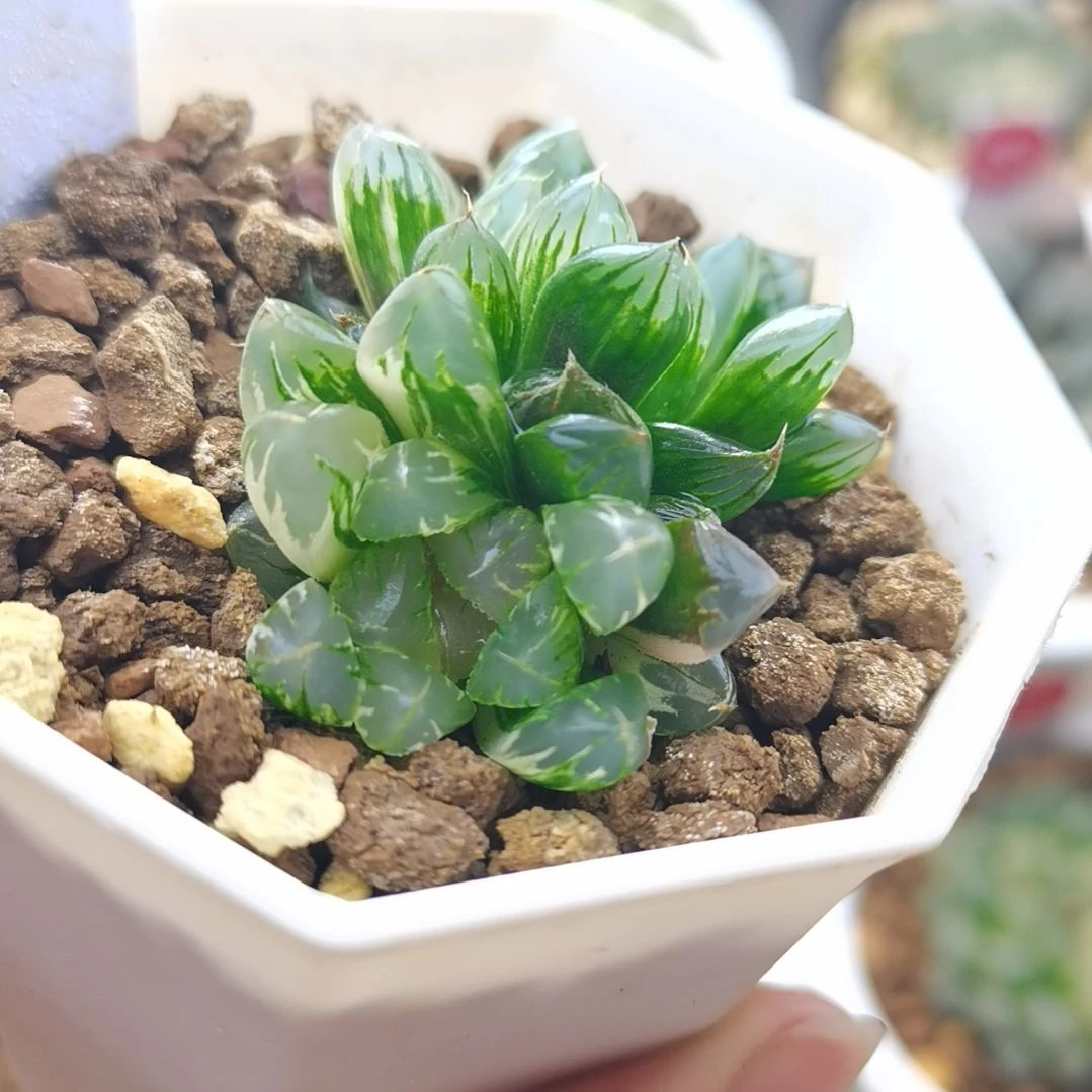 474号北极之光锦2头群生一物一拍带盆土发货