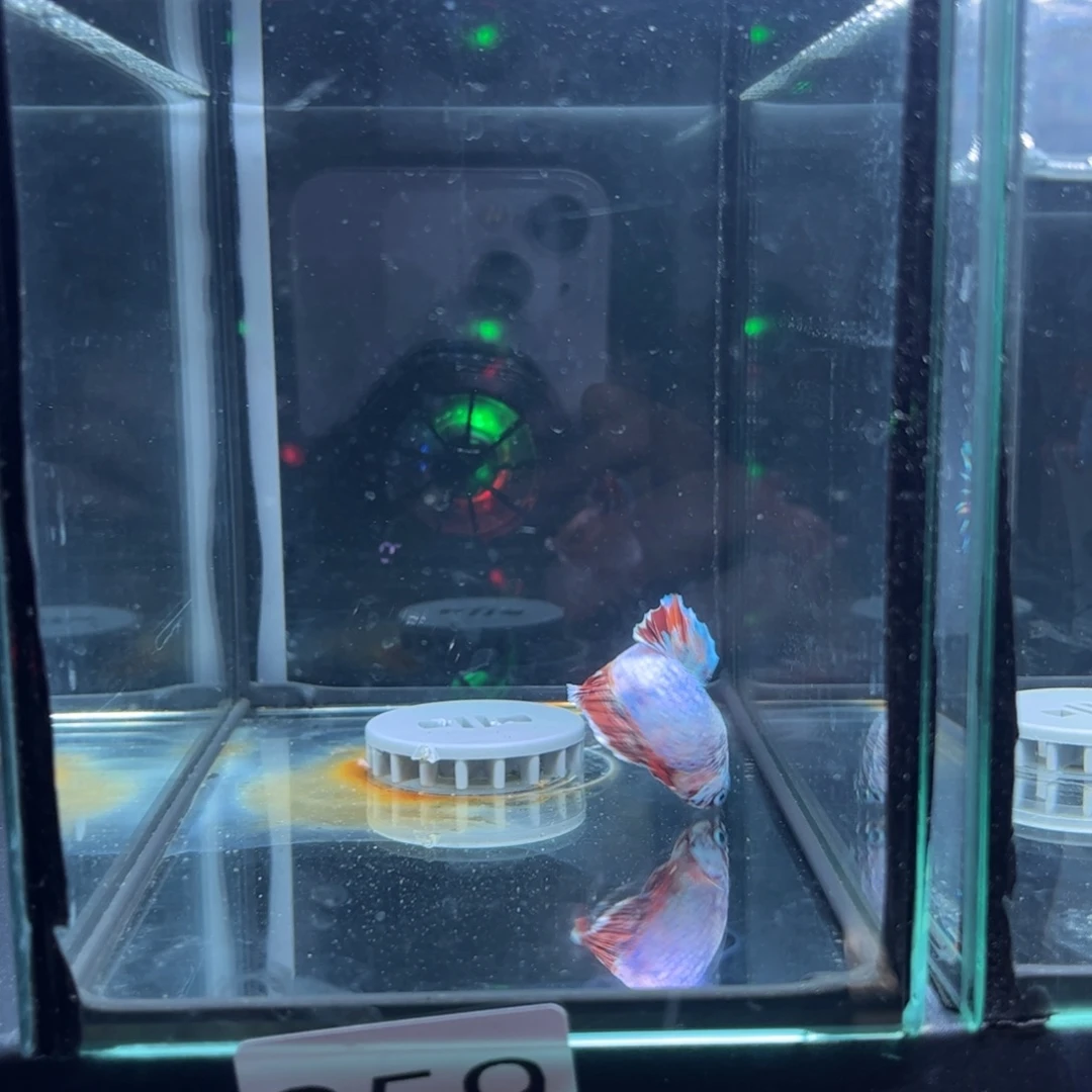 斗鱼泰国斗鱼将军斗鱼059