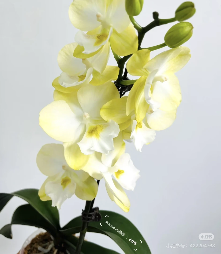 （大唇玉兔）蝴蝶兰稀有品种欧品3.0寸杯带三个花剑