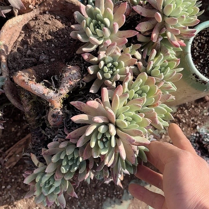 仙女杯多肉植物提取