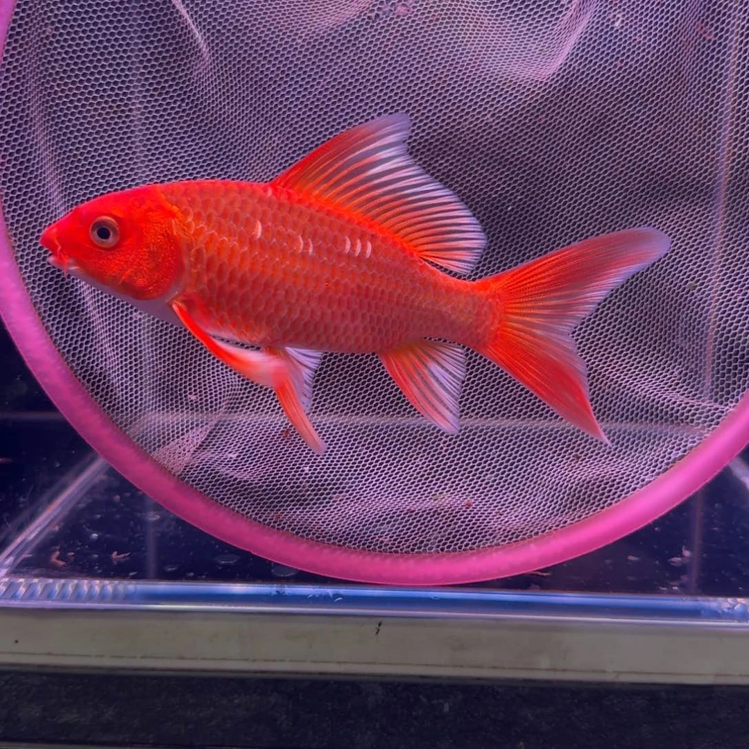 龙头牛背788只要……