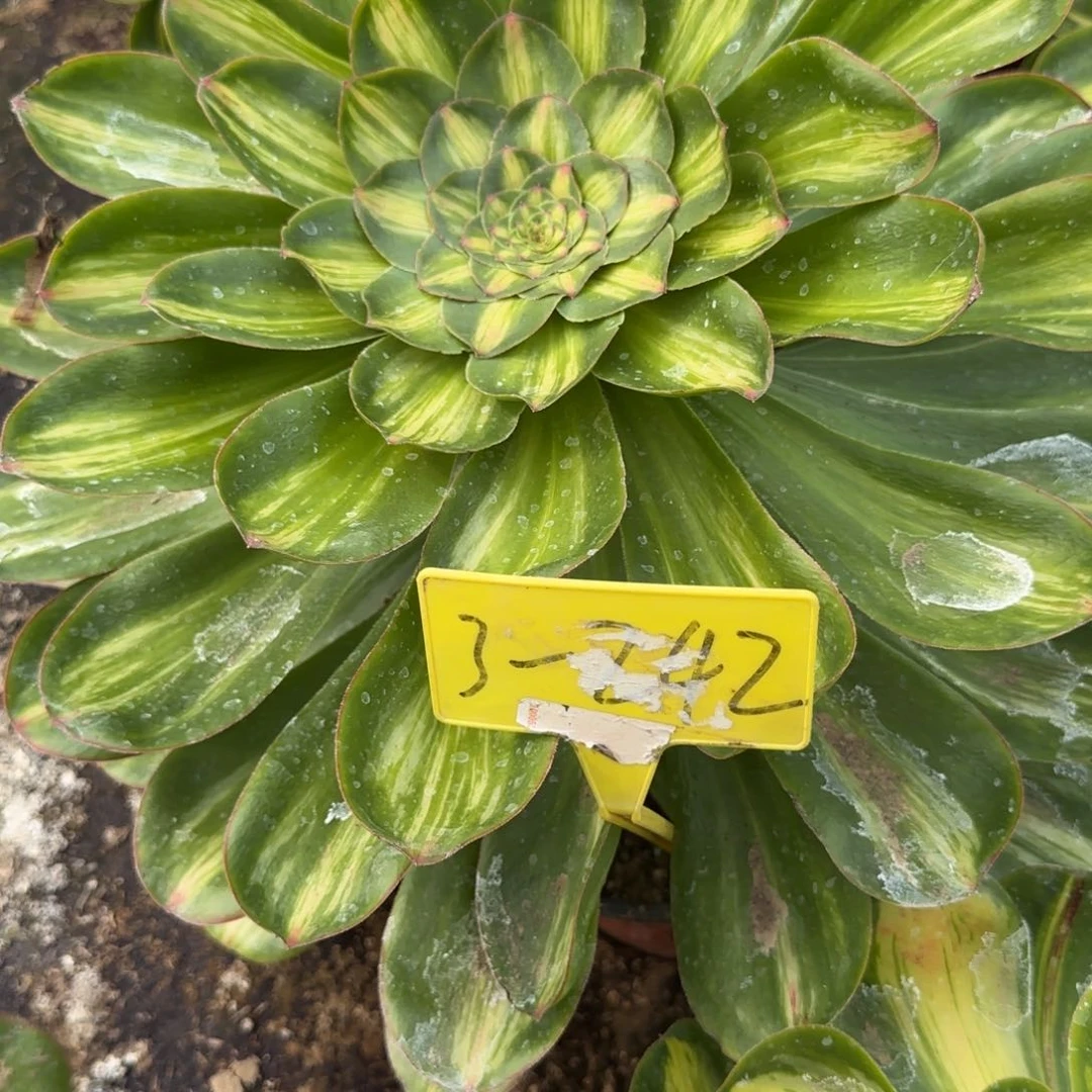 珍*3-242---多头多肉植物