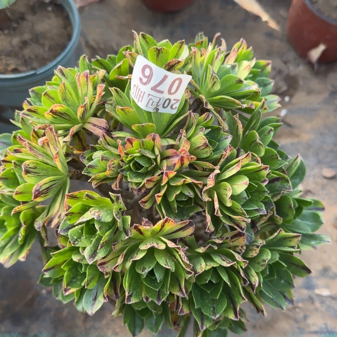 碧火076满20包邮断枝不包