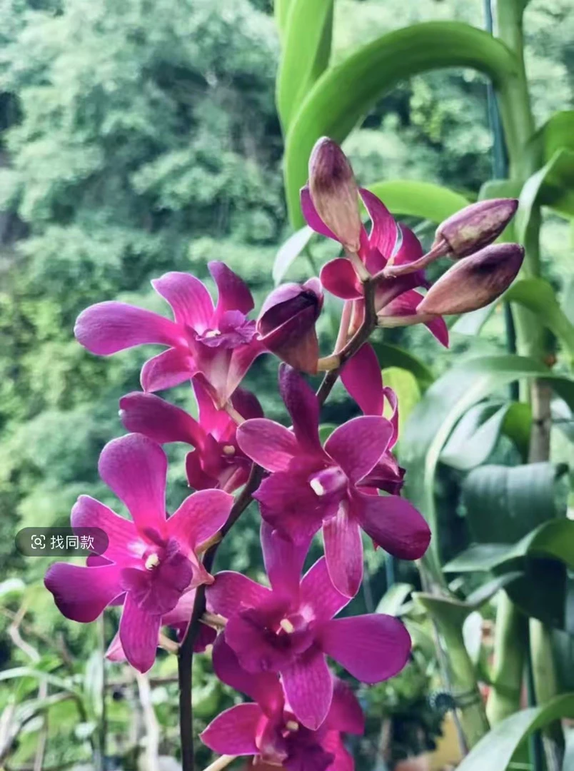 红宝石秋石斛带花带花苞发货