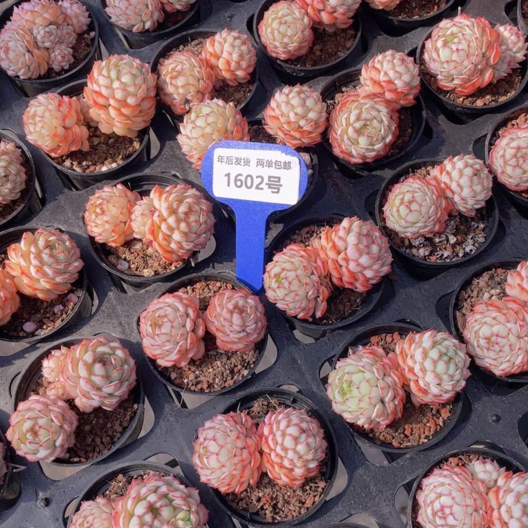 1602号全状态小红船小红p双头起一个