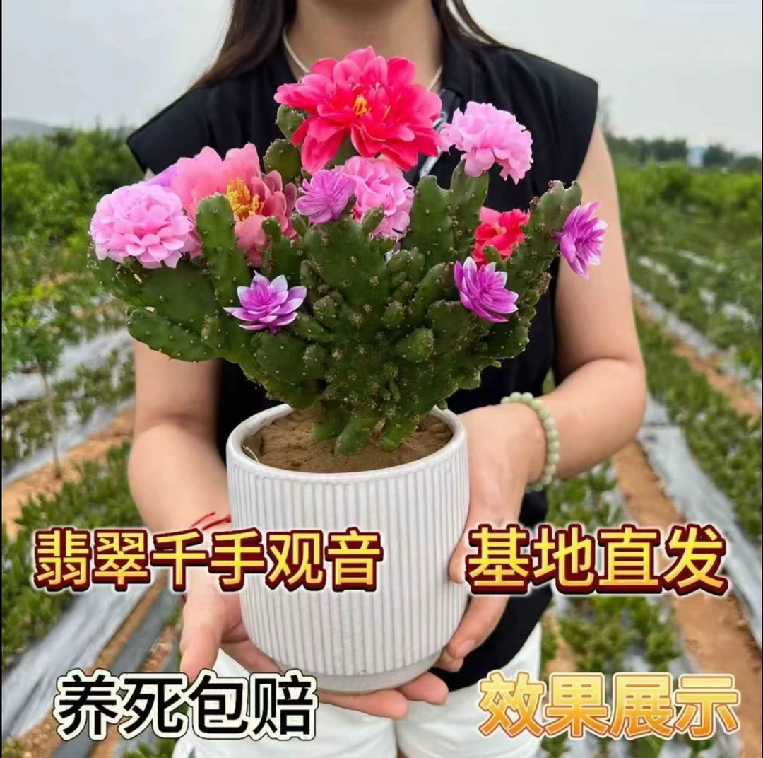 【千手观音仙人掌】摇钱树多肉植物盆栽室内花卉耐热耐旱易成活